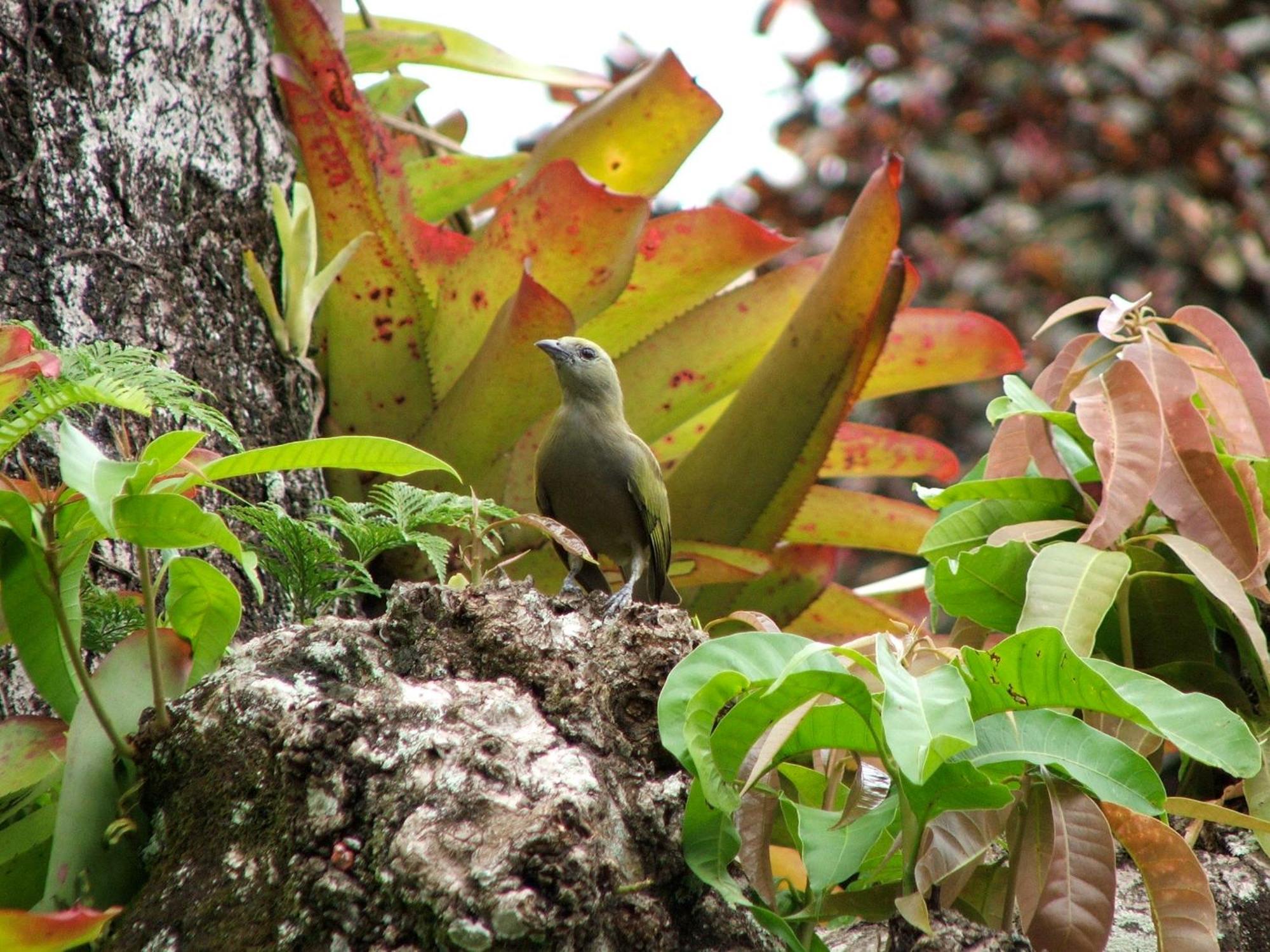Pousada Cauca Ilha Grande  Kültér fotó